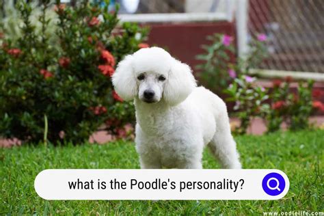 minipuddel|Mini Poodle: Origin, Personality & More